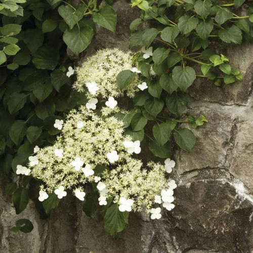 Climb Hydrangea Hydrangea anomala petiolaris 185974 