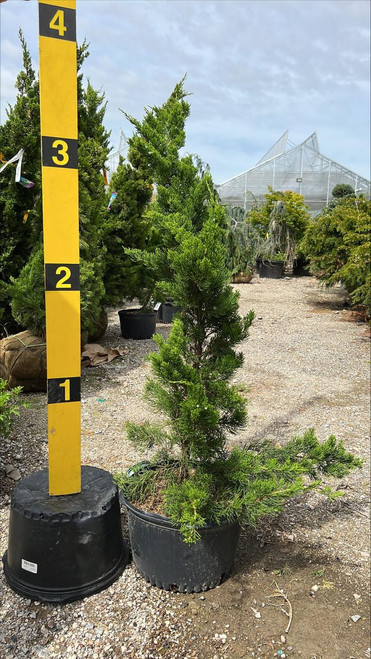 Juniperous Juniperus chinensis Torulosa 169512 