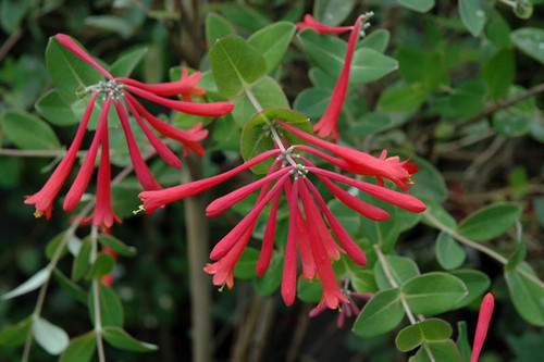 Honeysuckle Lonicera brownii Mandarin 175098 