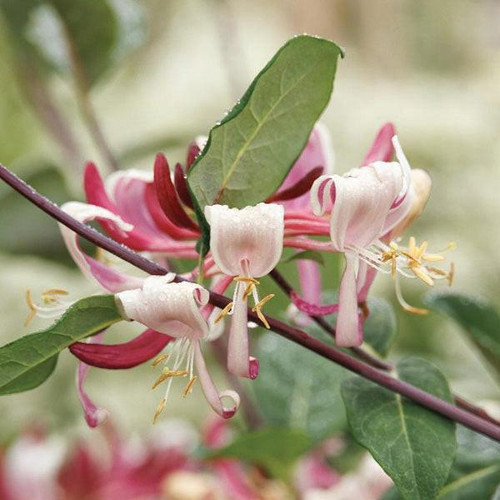 Honeysuckle Lonicera periclymenum Peaches and Cream 307310 