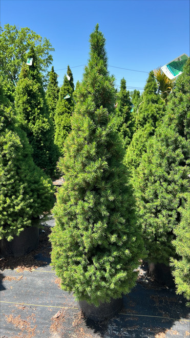 Picea glauca Conica 202000