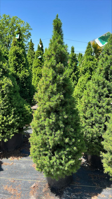  Picea glauca Conica 202000 