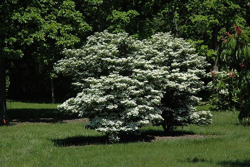  Viburnum plicatum tomentosum Summer Snowflake 215534 
