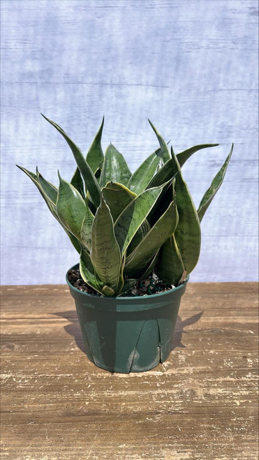 5-9" Foliage SANSEVIERIA BIRDSNEST 6" 