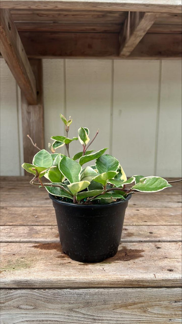 Cactus HOYA 6" 