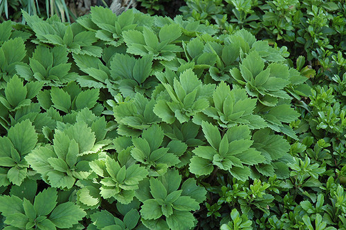 Pachysandra terminalis 185488