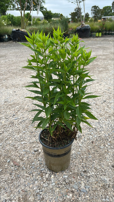 Phlox P Volcano Purple W/White Eye 259242