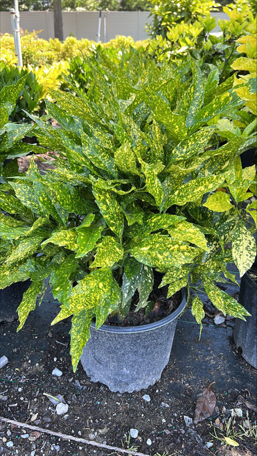 Aucuba japonica Variegata 185096