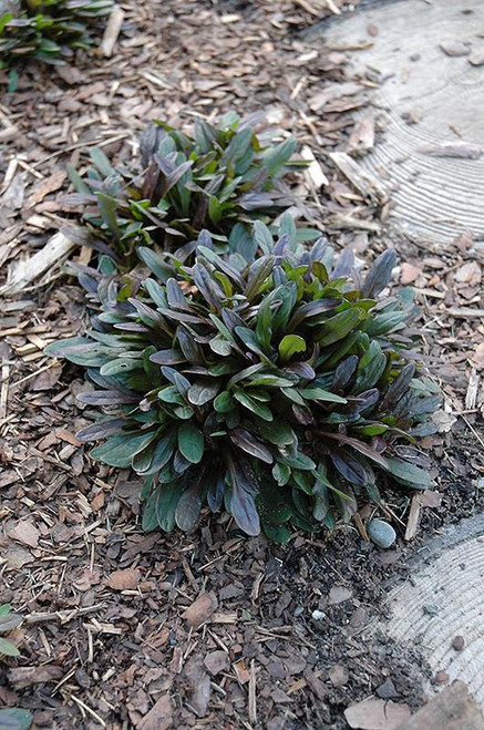  Ajuga Chocolate Chip 129506 