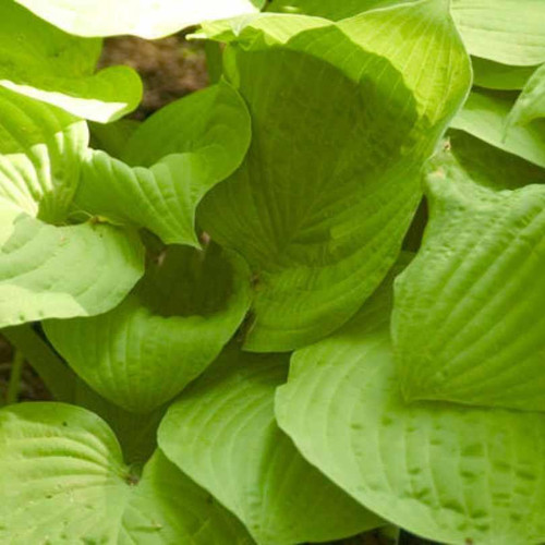  Hosta August Moon 163659 