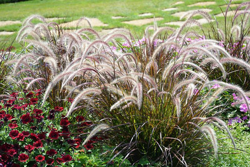  Pennisetum Rubrum Annual 124606 