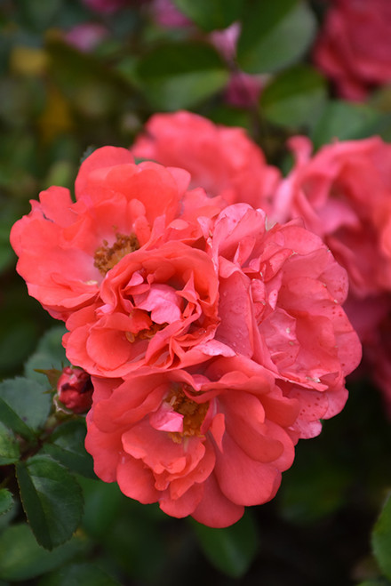 Rosa Drift Coral 325057