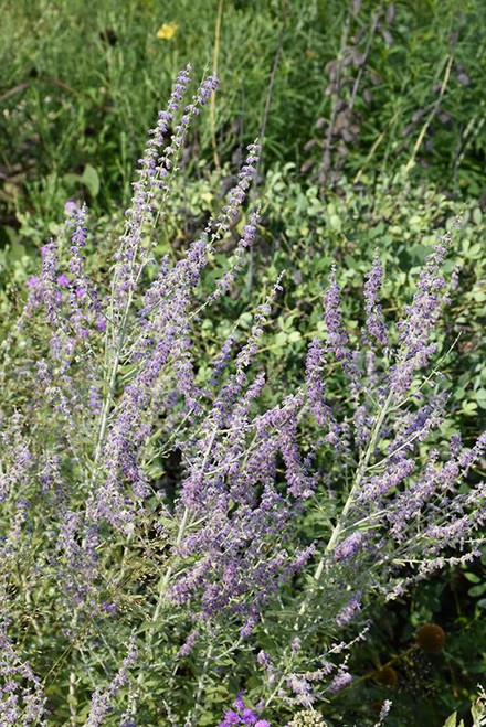 Other Sun Per. Perovskia atriplicifolia 186519 