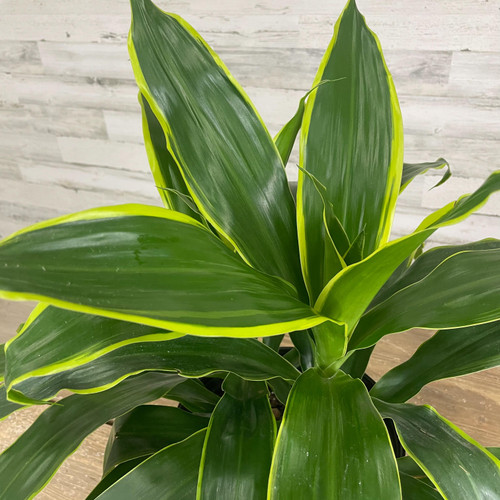 5-9" Foliage DRACAENA ART CARMEN 8" 