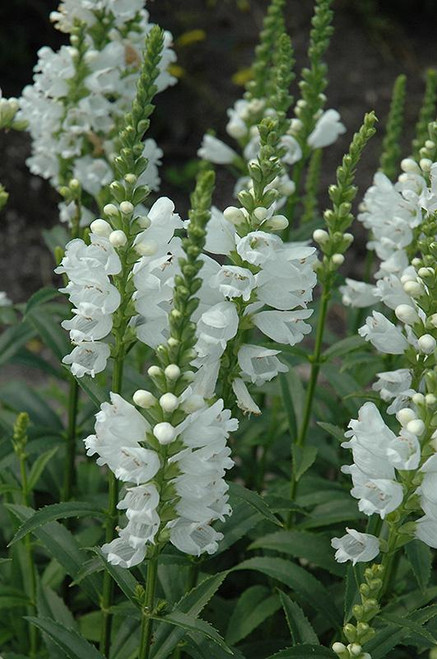 Other Sun Per. Physostegia CRYSTAL PEAK WH 325080 