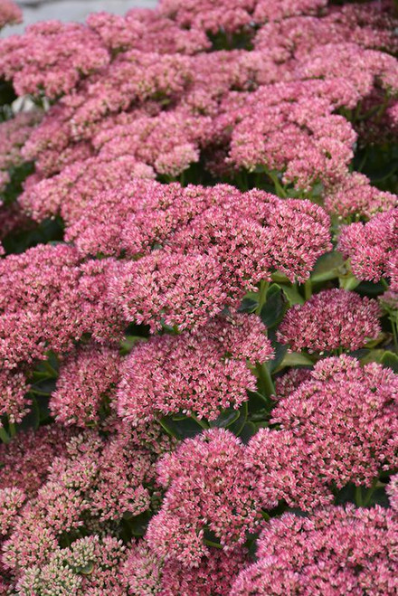  Sedum Autumn Fire 187579 