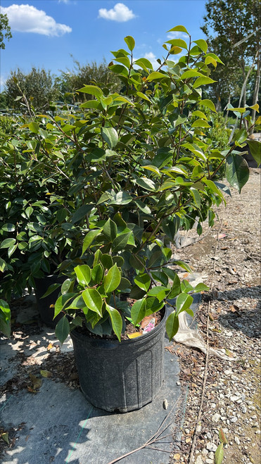 Camellia japonica 204558