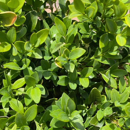  Buxus x Green Velvet 245968 