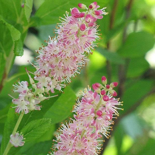 Other Deciduous Clethra alnifolia Ruby Spice 169015 