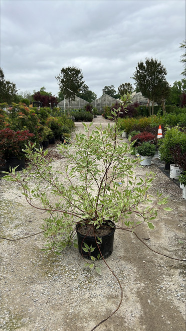 Cornus alba Argenteo-marginata 169017