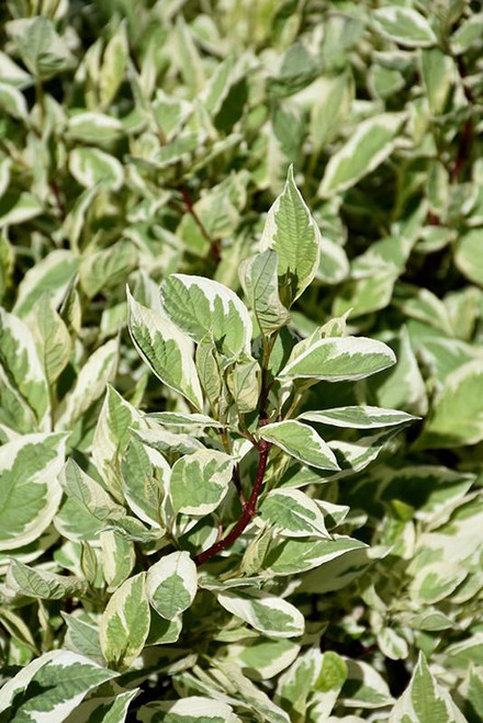 Other Deciduous Cornus alba Argenteo-marginata 169017 