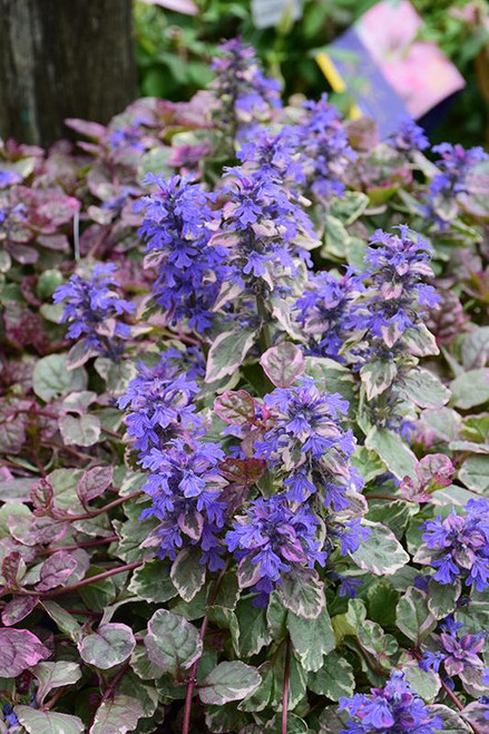  Ajuga Burgundy Glow 187820 