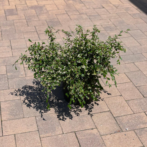  Cotoneaster salicifolia Repens 169057 