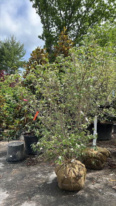 Cornus kousa 181690