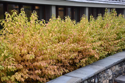 Other Deciduous Cornus sanguinea Midwinter Fire 313627 
