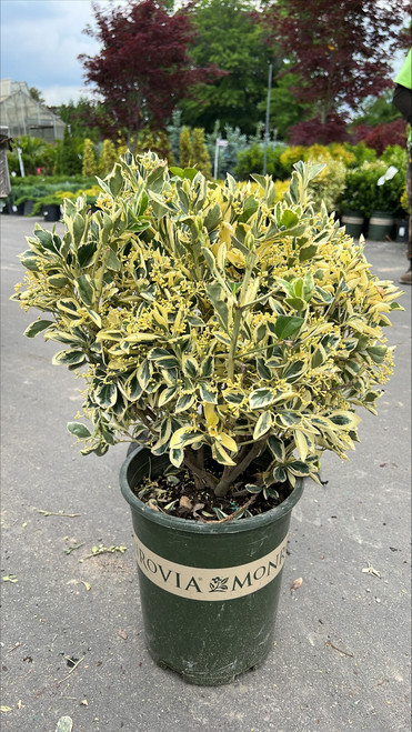 Euonymus japonicus Silver King 169146