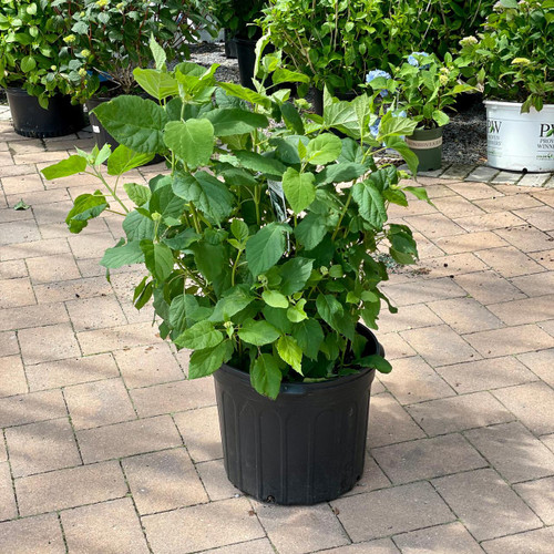  Hydrangea arborescens Annabelle 195435 