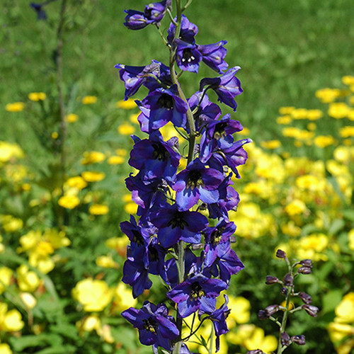 Delphinium Black Knight 116744