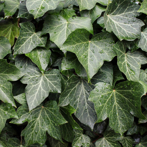 Hedera H English 124567