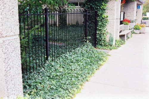  Hedera H English 124567 