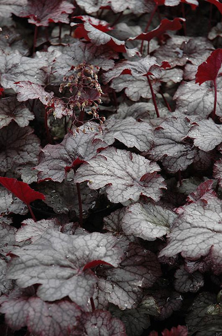 Heuchera Rio 325028 