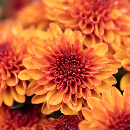 Hardy Mum 129915