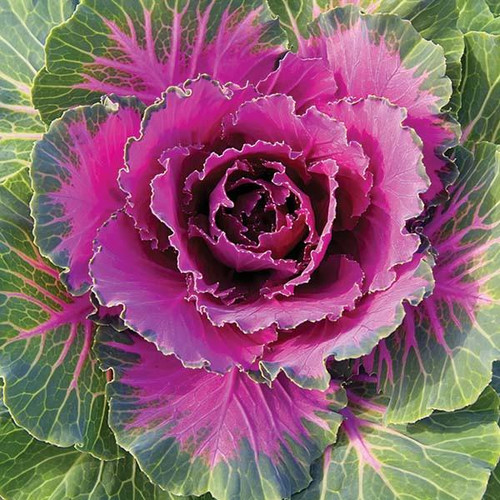 Fall Mums Cabbage/Kale 129917 