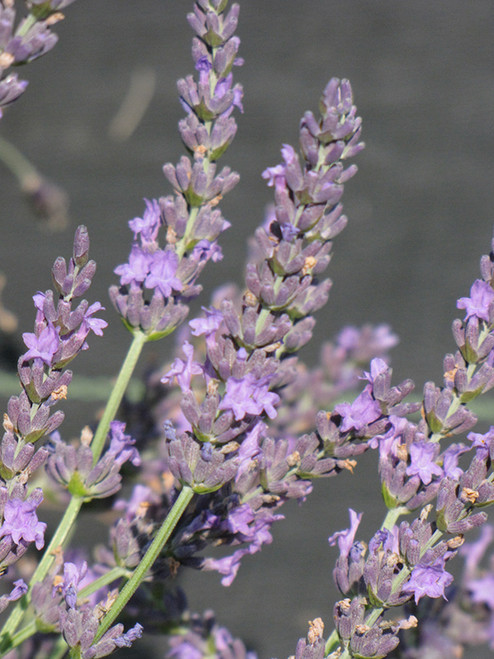 Lavandula Lavence Deep Purple 333081