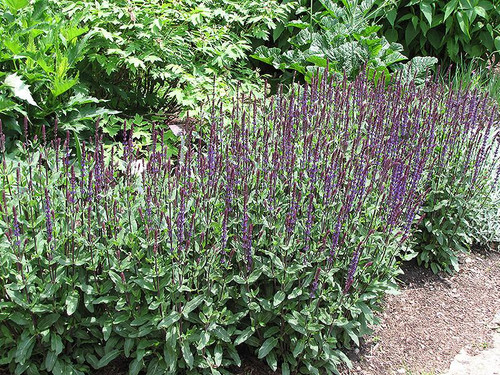  Salvia Back to the Fuchsia 333099 