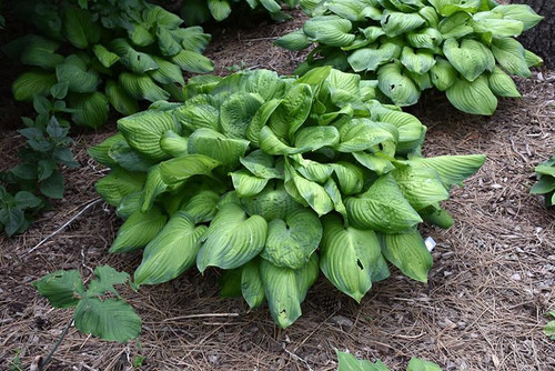 Hosta Guacamole 5g 130621 