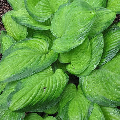  Hosta Guacamole 5g 130621 