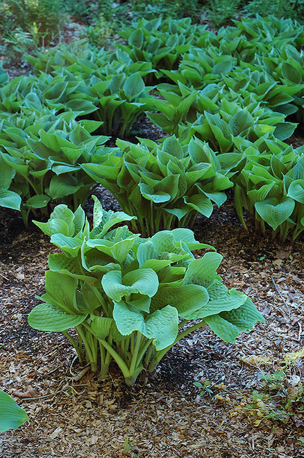 Hosta Empress Wu 334093