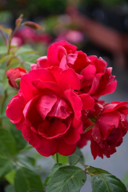 Climbing Roses Rosa Cl Blaze 130782 