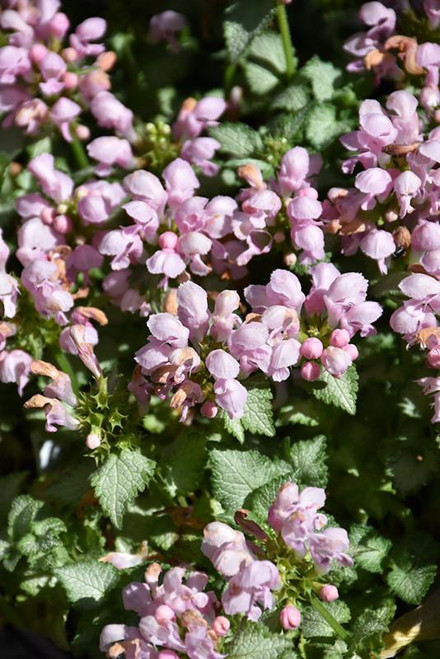  Lamium maculatum Pink Pewter 1g 132506 