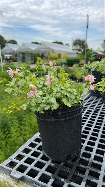  Lamium maculatum Pink Pewter 1g 132506 