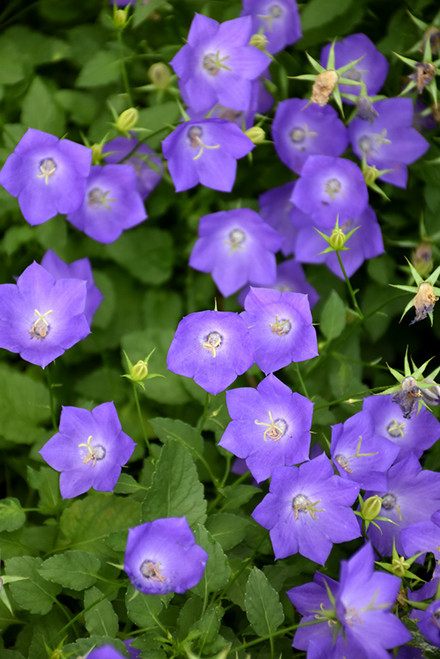 Campanula carpatica 137594