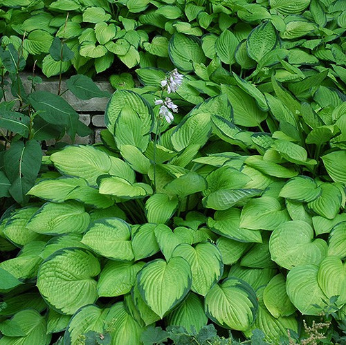 Hosta Gold Standard 137765