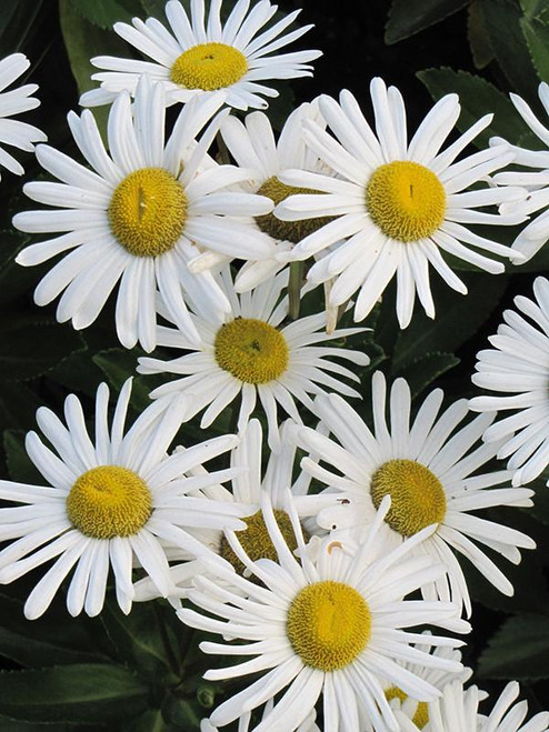 Other Sun Per. Nipponanthemum nipponicum 137819 