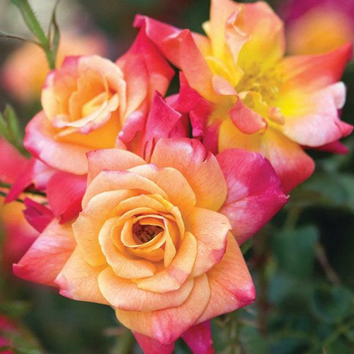 Climbing Roses Rosa Climber Josephs Coat 3g 138332 