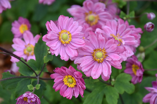 Anemone Lucky Charm 325817